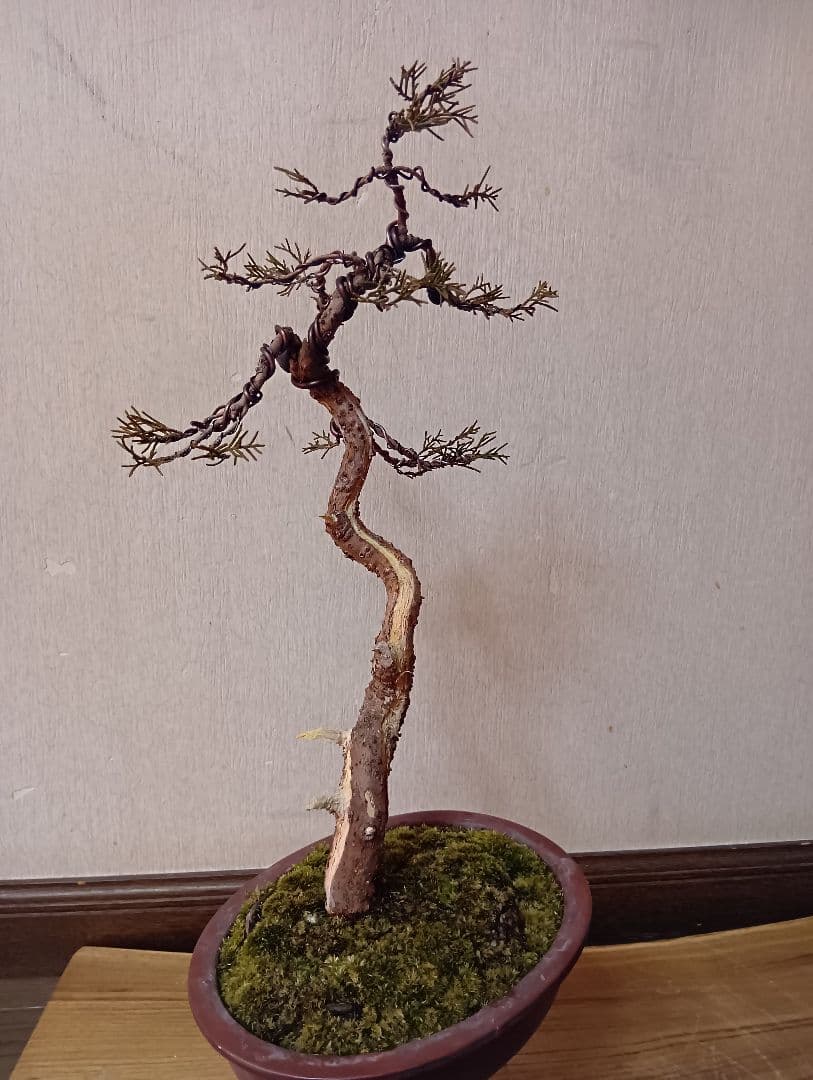 ‼️糸魚川真柏文人木‼️