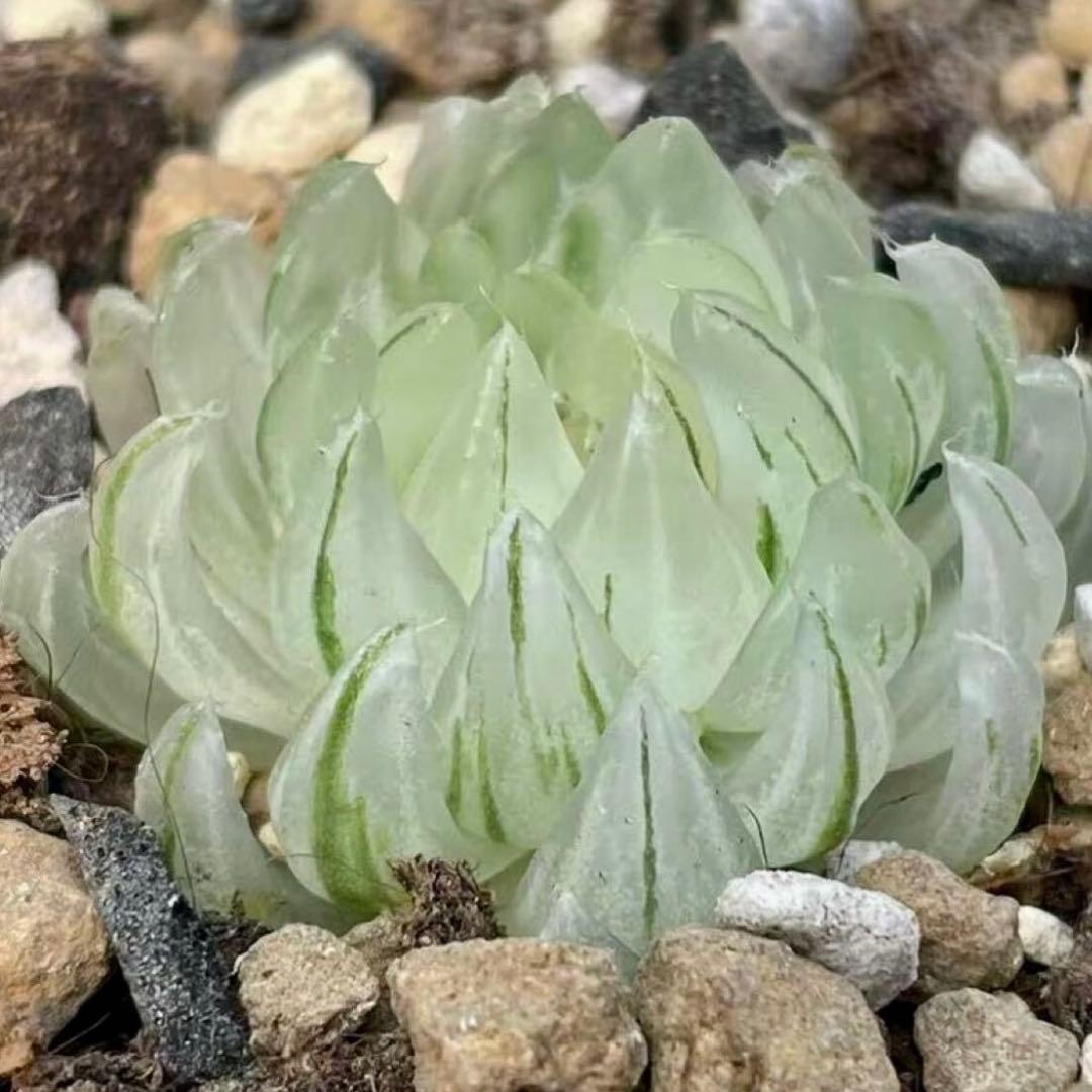 し*す様 多肉植物 ハオルチア 月の恋人 オブツーサノリ斑 超美苗 白化