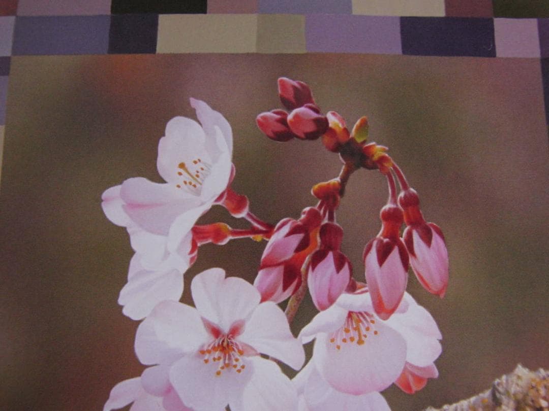 山地司、【桜、微笑ろぶ2】、希少な額装用画集より、状態良好、新品額装付