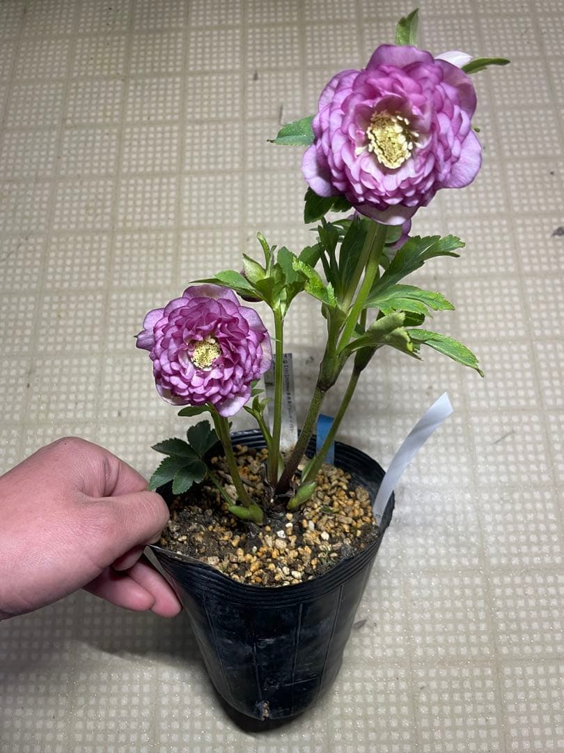 加藤農園 ピンクアフロディーテ クリスマスローズ