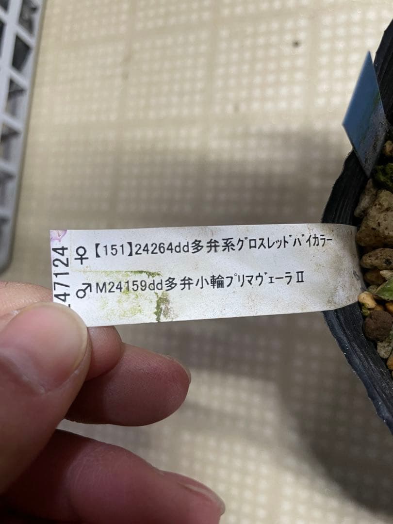 加藤農園 ピンクアフロディーテ クリスマスローズ