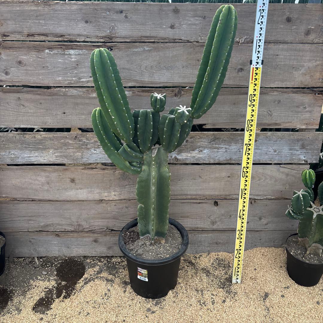 売り切り越冬　柱サボテン　鬼面角　発根　ドライガーデン　ロストラータ　ココスヤシ