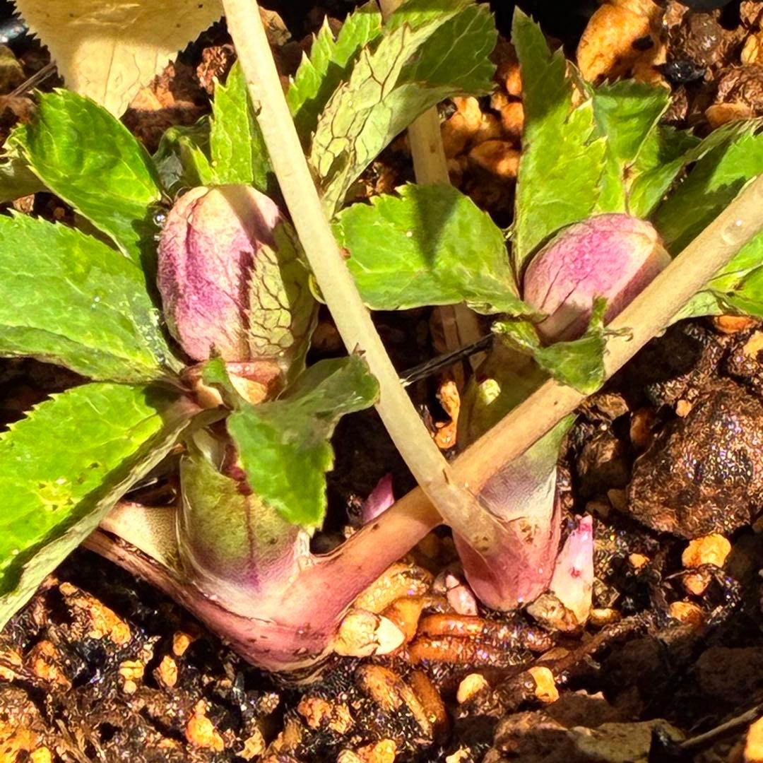 ぱ*こ様 ☘️蕾付き☘️極上☘️3391⭐️小輪⭐️ ハートSD⭐️オーレア⭐️