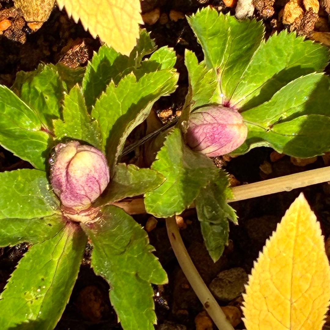 ぱ*こ様 ☘️蕾付き☘️極上☘️3391⭐️小輪⭐️ ハートSD⭐️オーレア⭐️