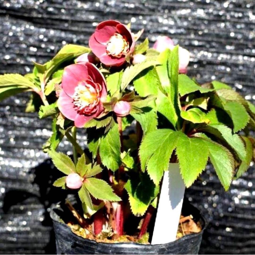 ぱ*こ様 ☘️蕾付き☘️極上☘️3391⭐️小輪⭐️ ハートSD⭐️オーレア⭐️