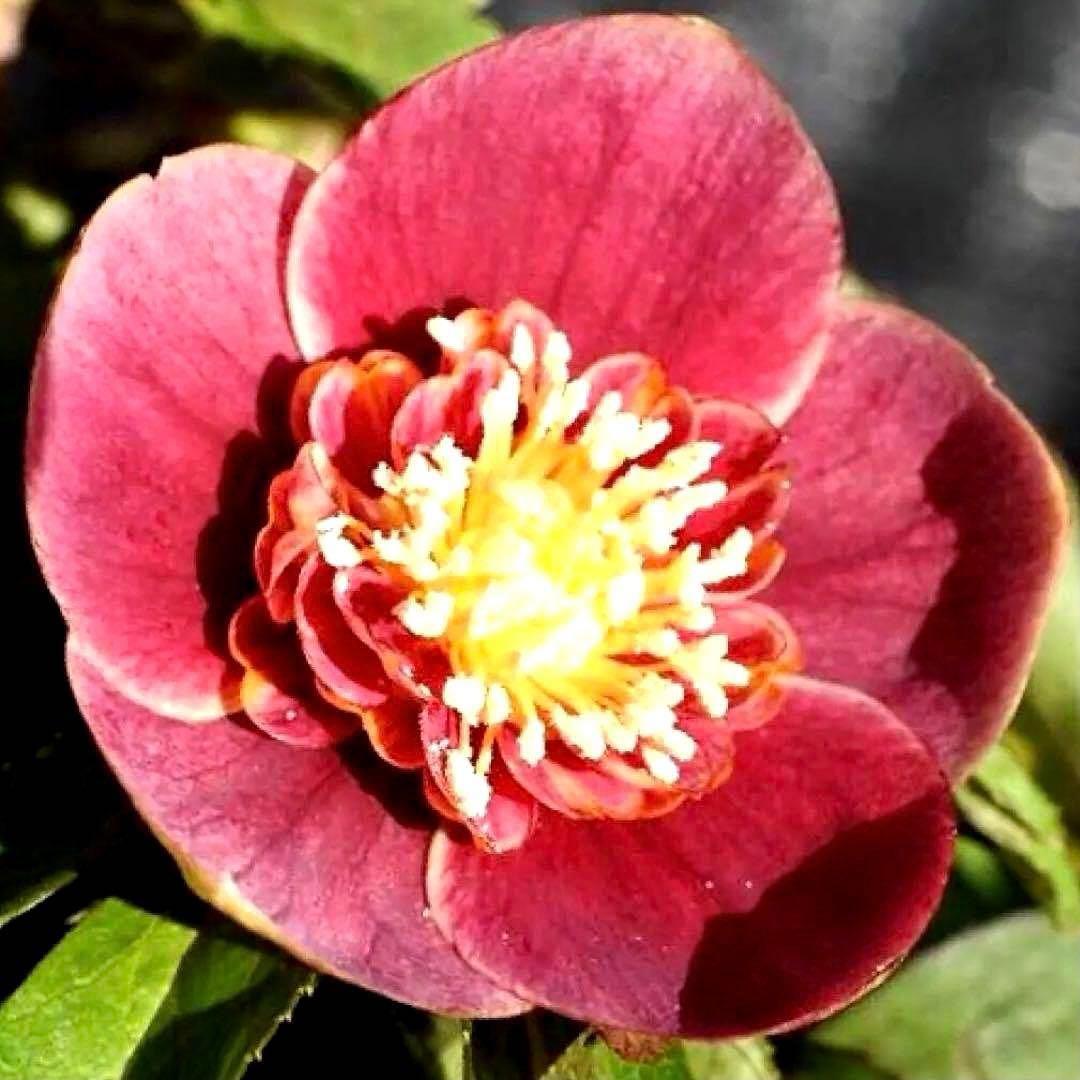 ぱ*こ様 ☘️蕾付き☘️極上☘️3391⭐️小輪⭐️ ハートSD⭐️オーレア⭐️