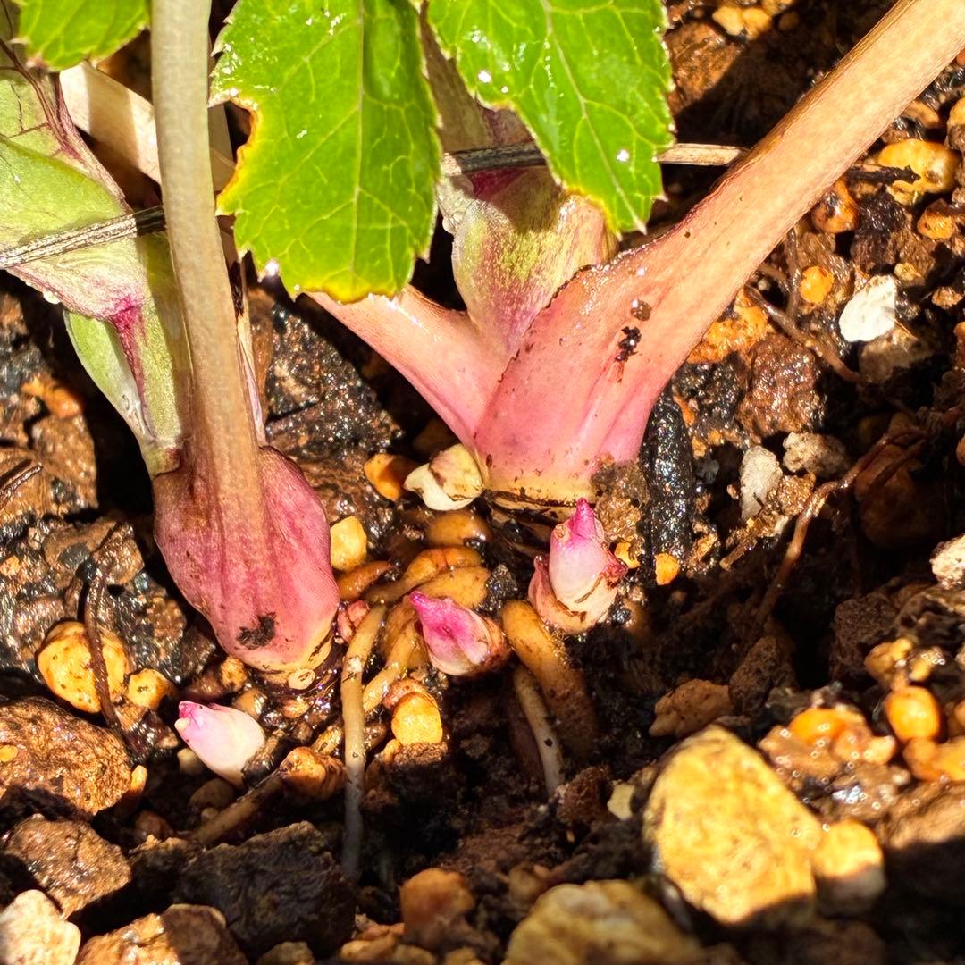 ぱ*こ様 ☘️蕾付き☘️極上☘️3391⭐️小輪⭐️ ハートSD⭐️オーレア⭐️