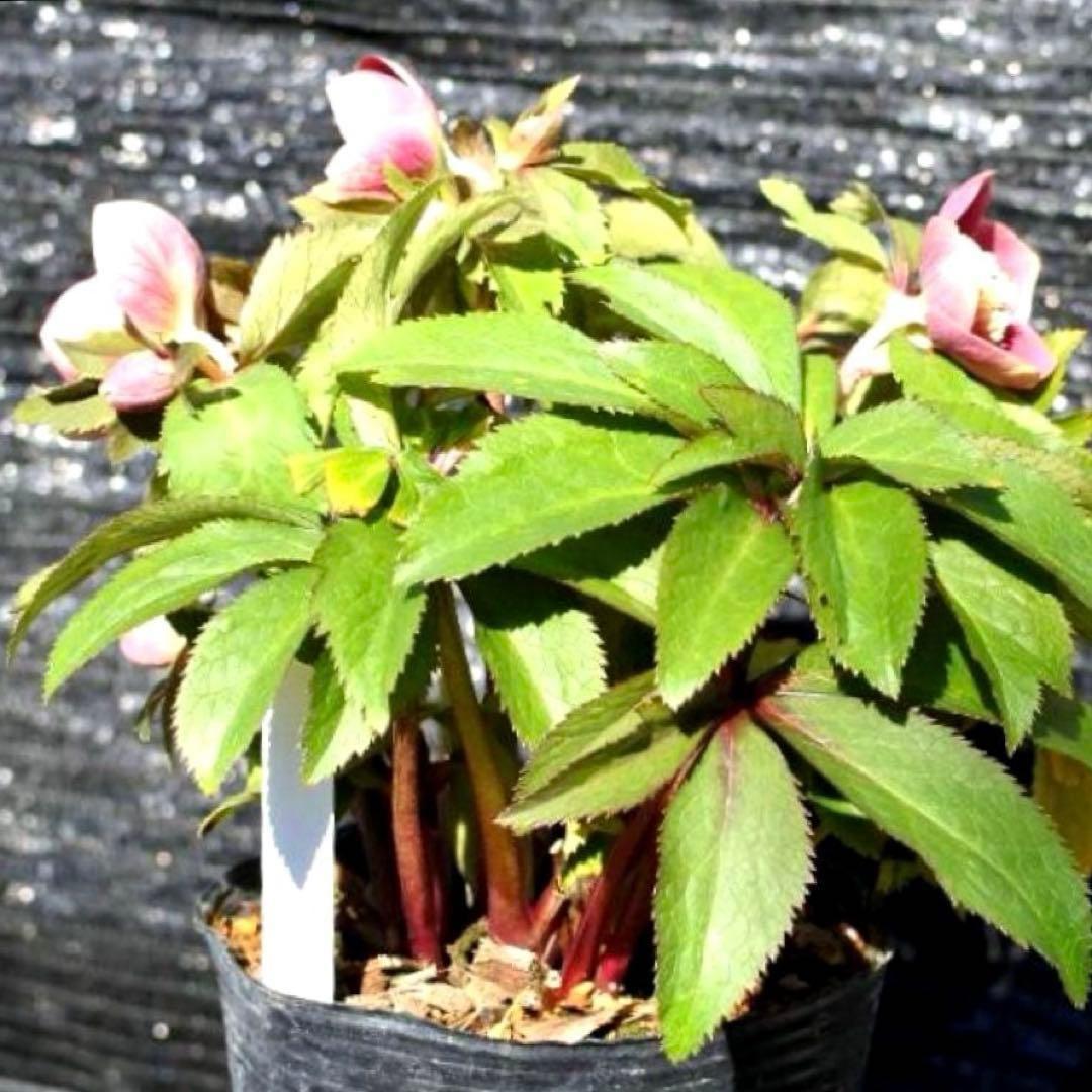 ぱ*こ様 ☘️蕾付き☘️極上☘️3391⭐️小輪⭐️ ハートSD⭐️オーレア⭐️