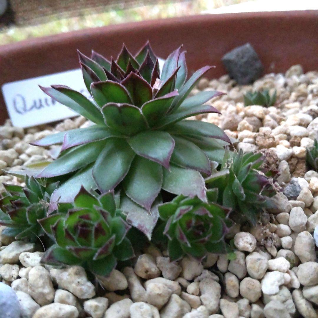 センペルビウム　Quintessence