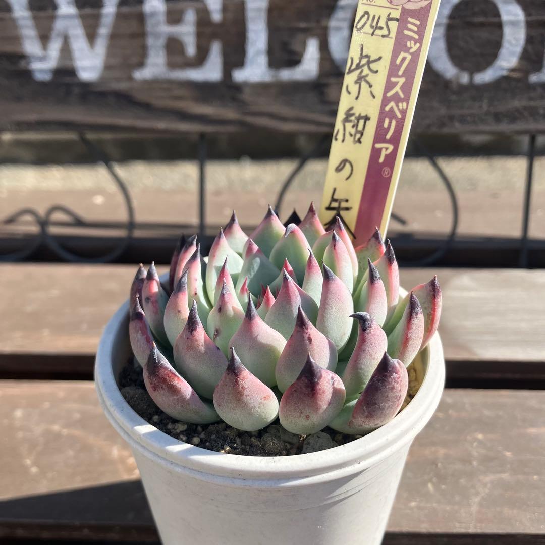 ミックスベリア ＊札付き 紫紺の矢、円 (抜き苗) - メルカリ