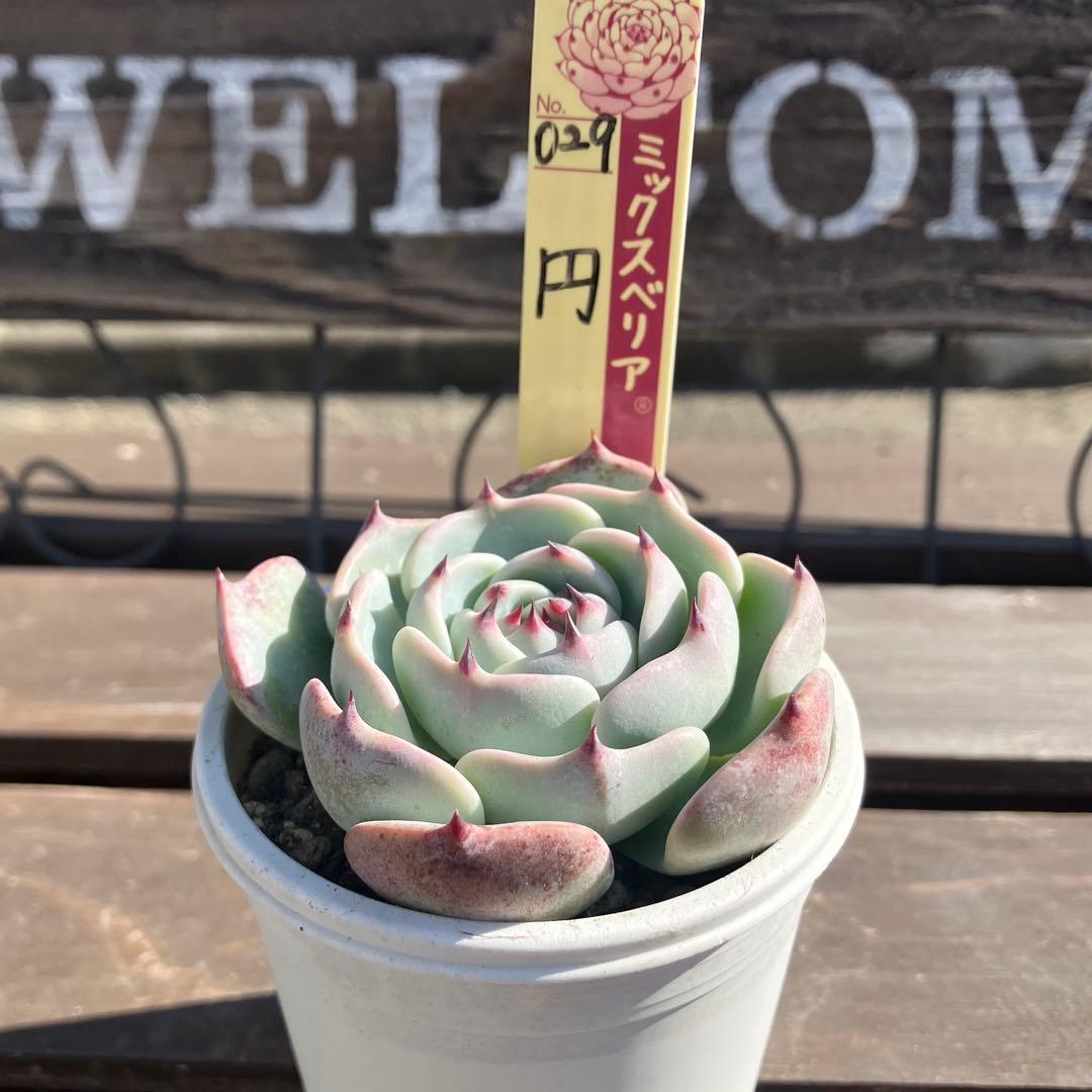 ミックスベリア ＊札付き 紫紺の矢、円 (抜き苗) - メルカリ