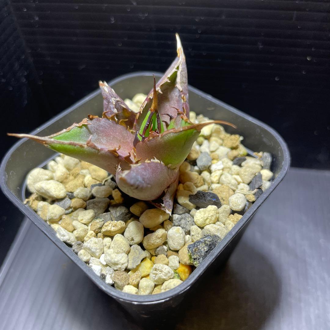 スプリングセール数量限定 アガベ チタノタ ハデス③ 安心の発根済