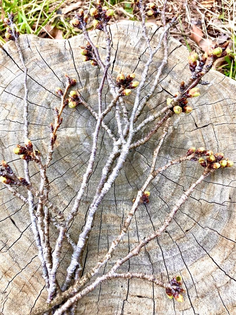 天然＊野生【山桜＊桜＊切り花＊つぼみの枝】ネコポス/可憐で素朴で可愛いです＾＾♪