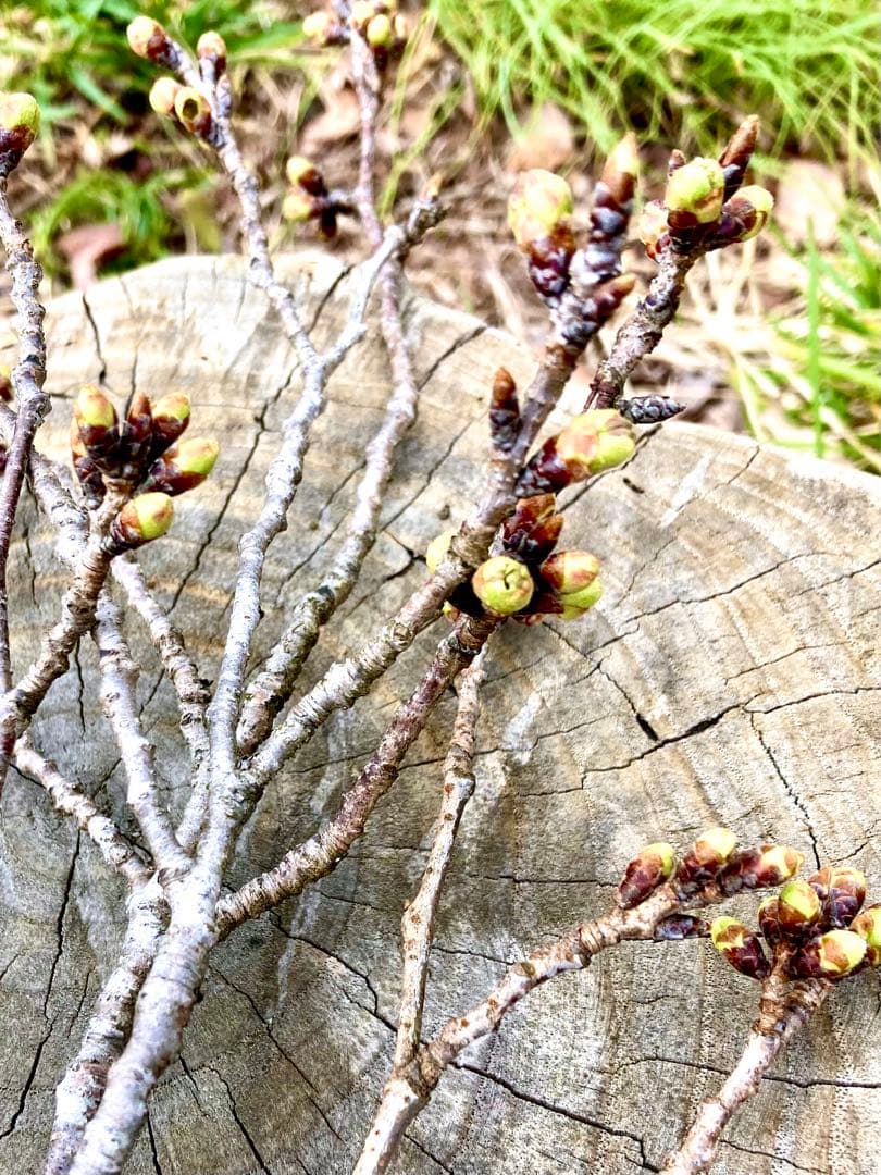 天然＊野生【山桜＊桜＊切り花＊つぼみの枝】ネコポス/可憐で素朴で可愛いです＾＾♪
