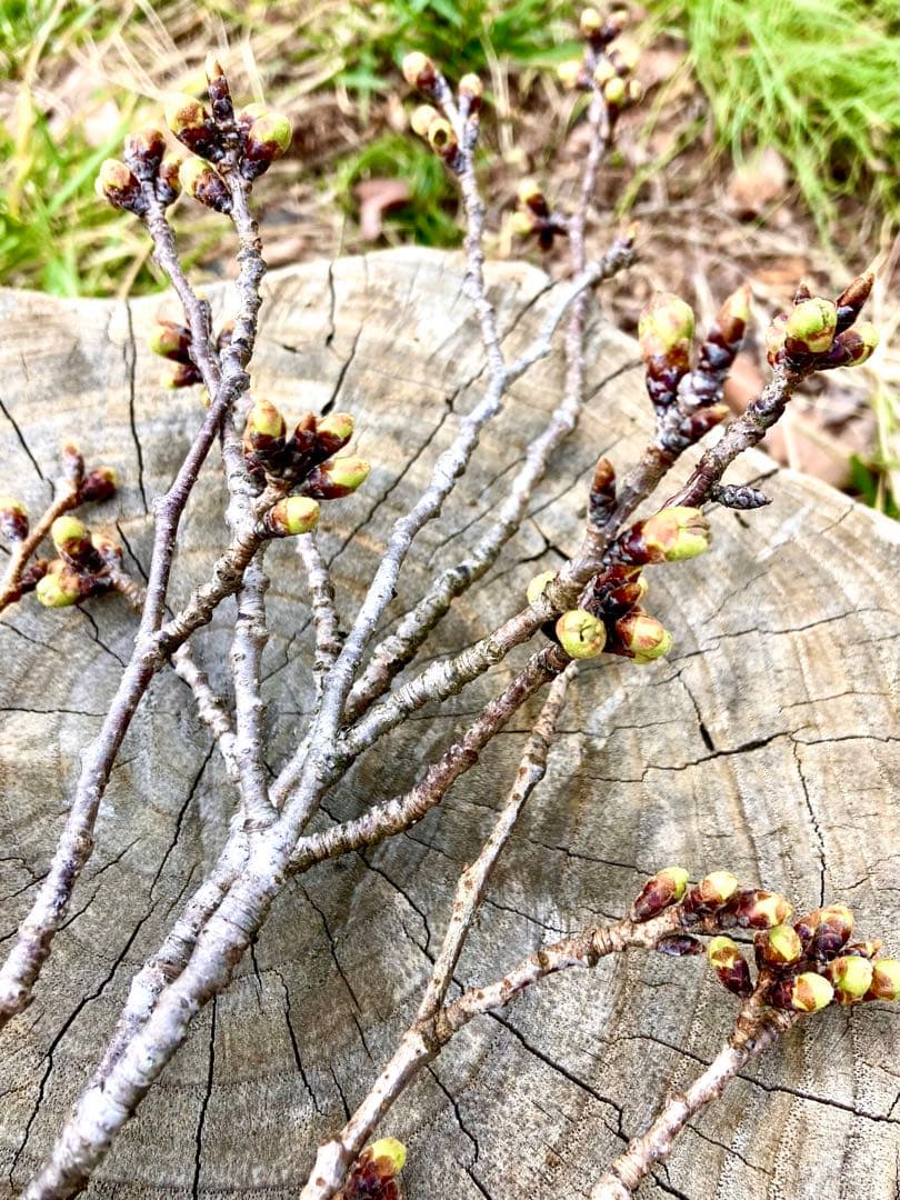 天然＊野生【山桜＊桜＊切り花＊つぼみの枝】ネコポス/可憐で素朴で可愛いです＾＾♪