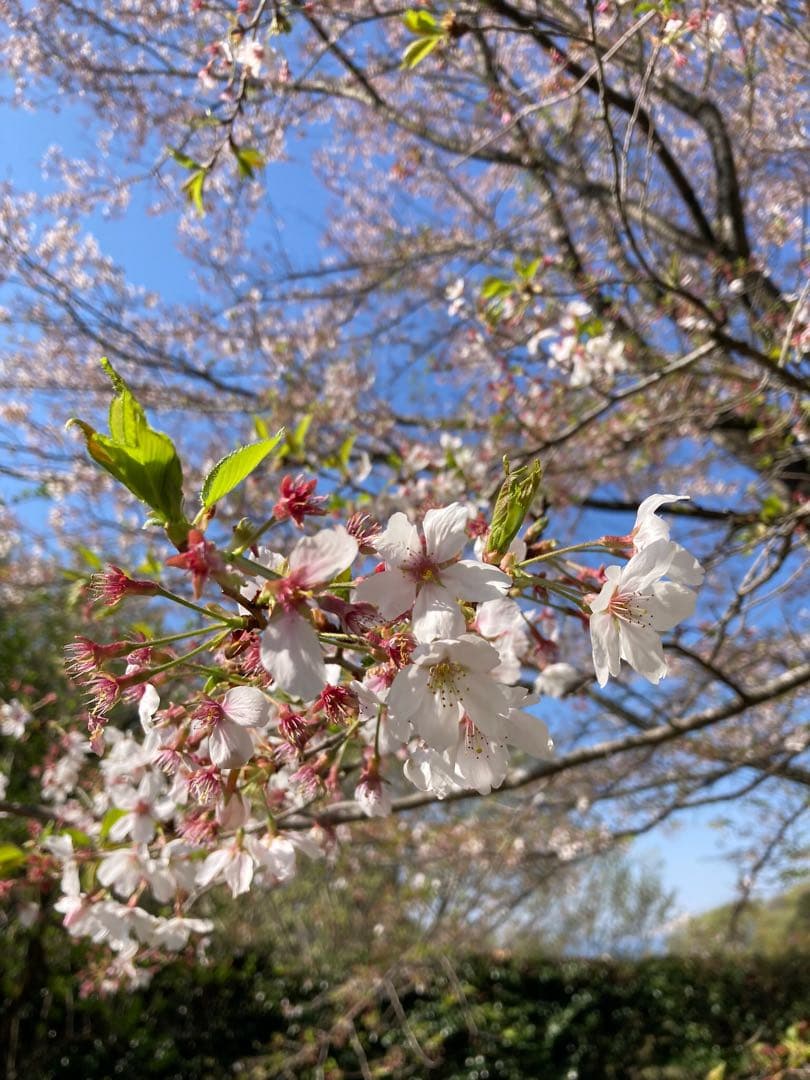 天然＊野生【山桜＊桜＊切り花＊つぼみの枝】ネコポス/可憐で素朴で可愛いです＾＾♪