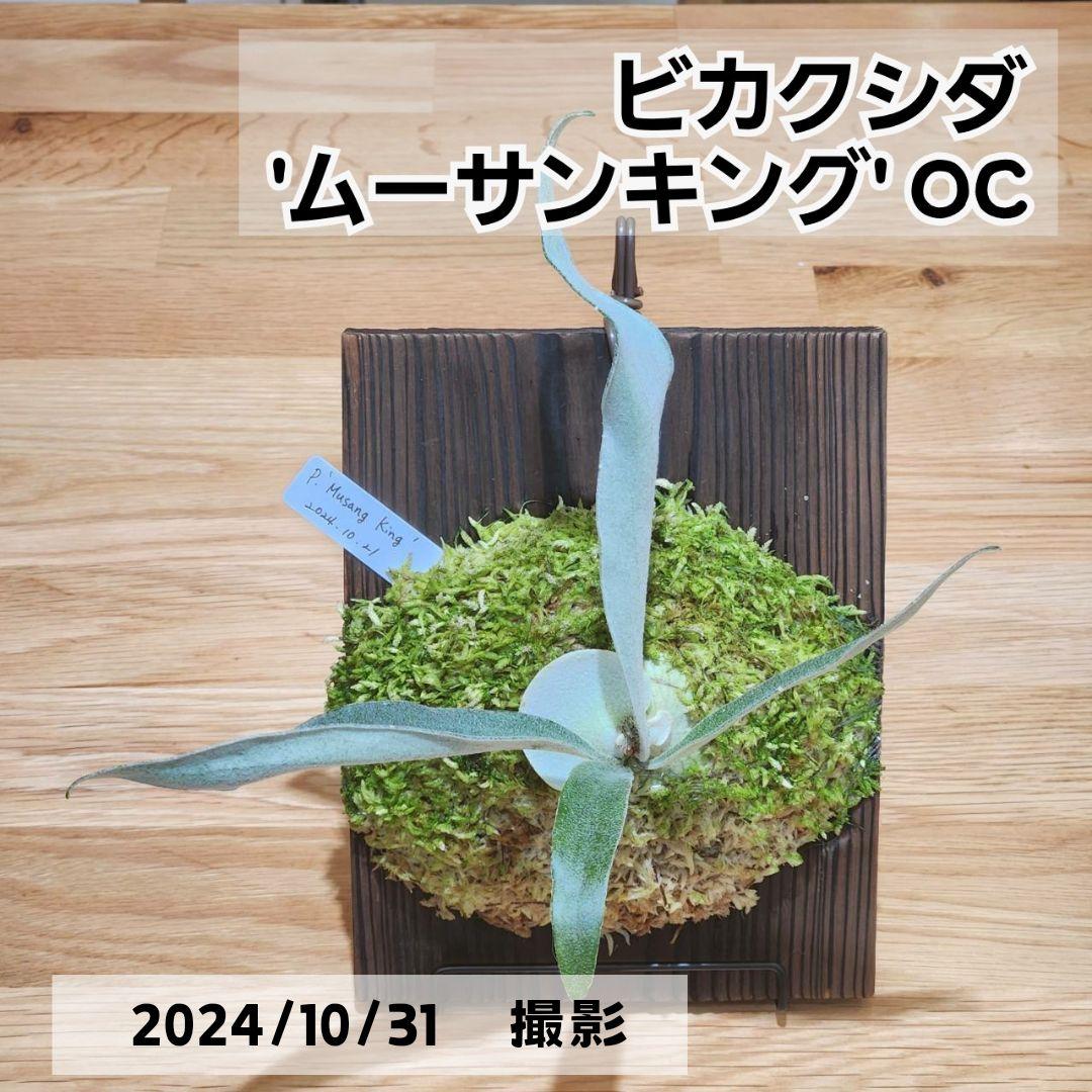 レア種 ビカクシダ ムーサンキング OC子株 MusangKing(ライディーン