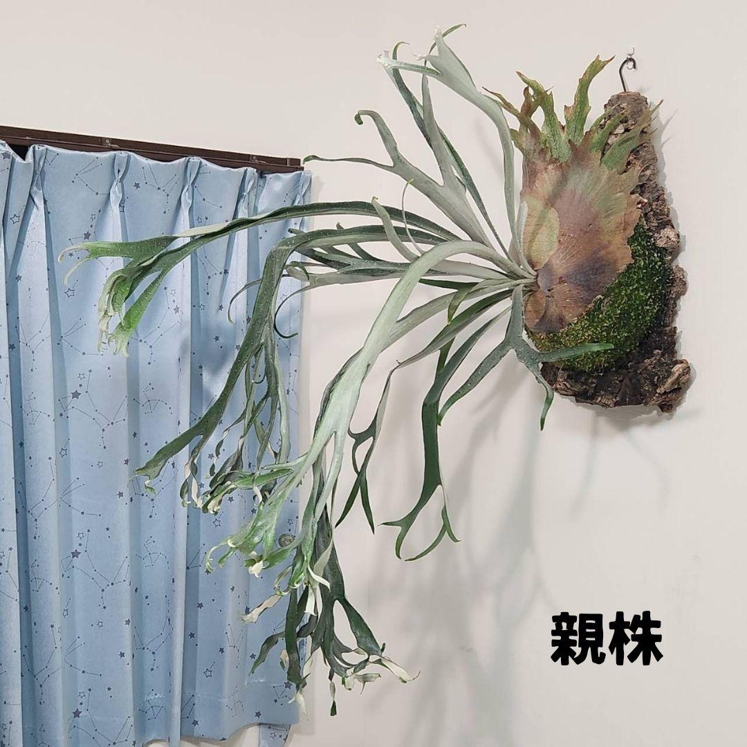 レア種 ビカクシダ ムーサンキング OC子株 MusangKing(ライディーン