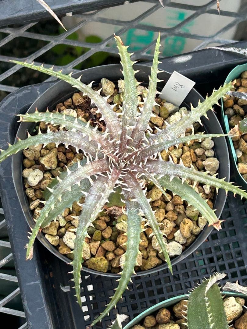 MRB ディッキア Dyckia まとめ売り MRB棚2番 10株 - メルカリ