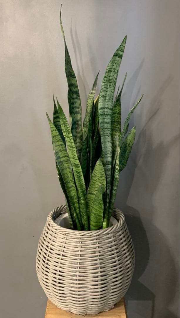 サンスベリア ゼラニカ かご 鉢カバー付き