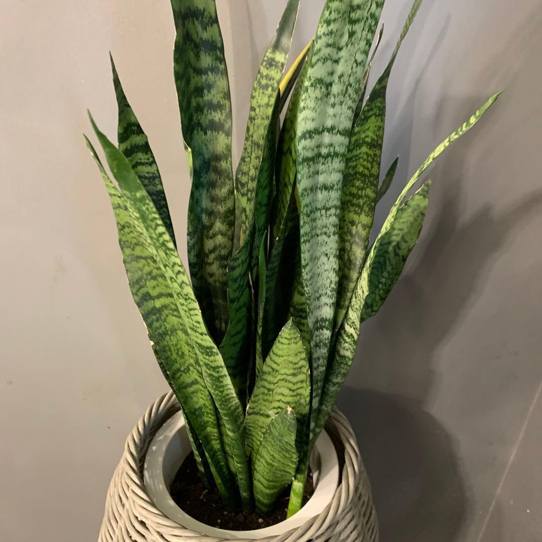 サンスベリア ゼラニカ かご 鉢カバー付き