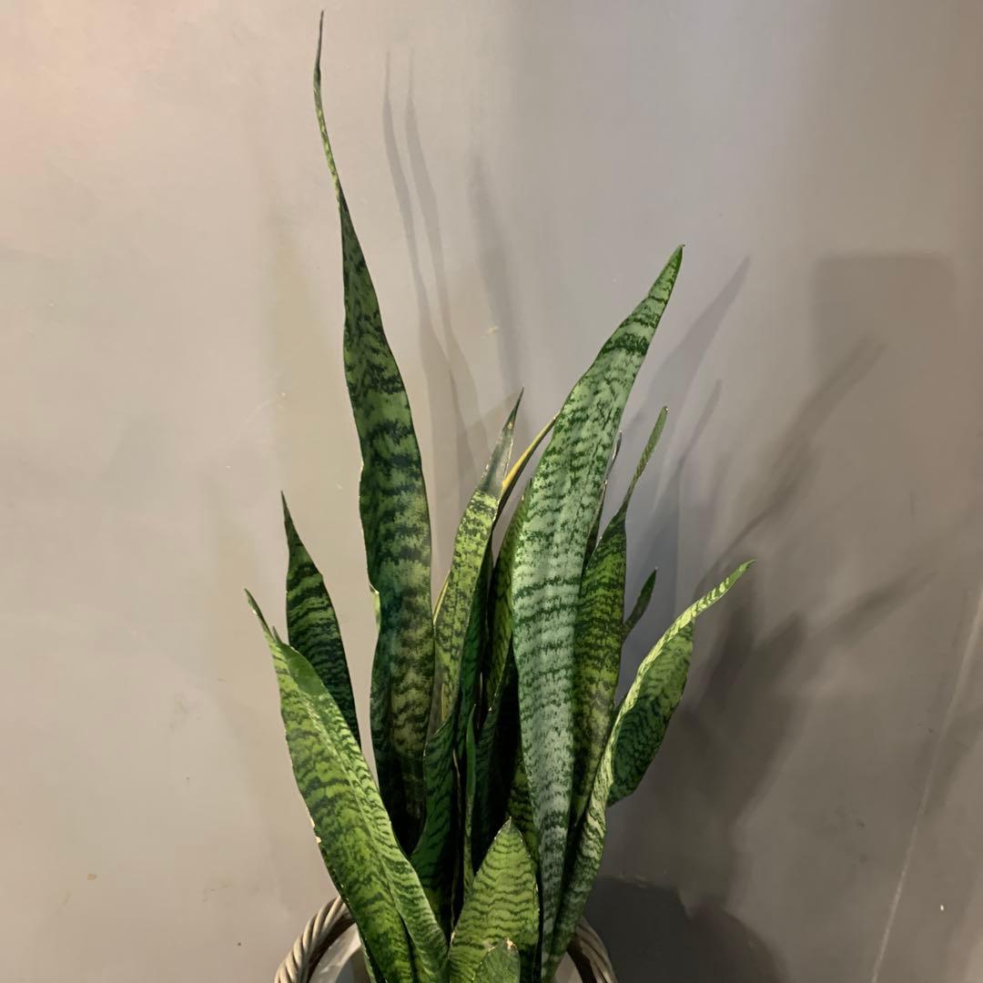 サンスベリア ゼラニカ かご 鉢カバー付き