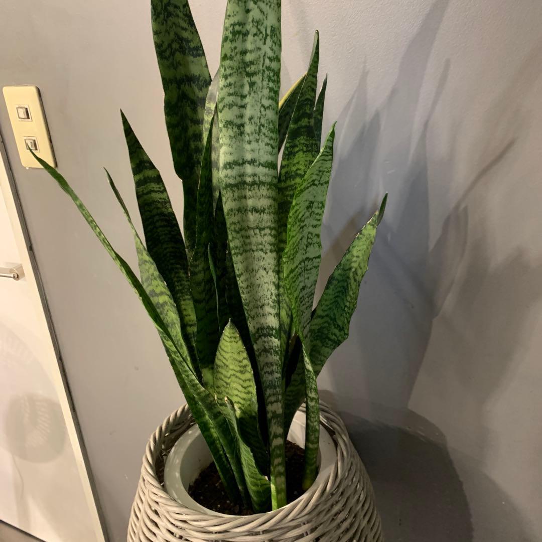 サンスベリア ゼラニカ かご 鉢カバー付き