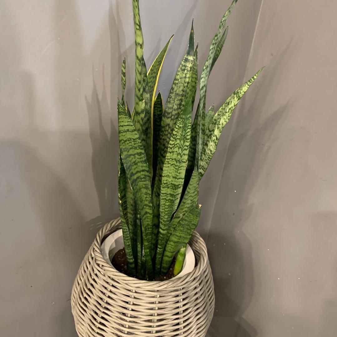 サンスベリア ゼラニカ かご 鉢カバー付き