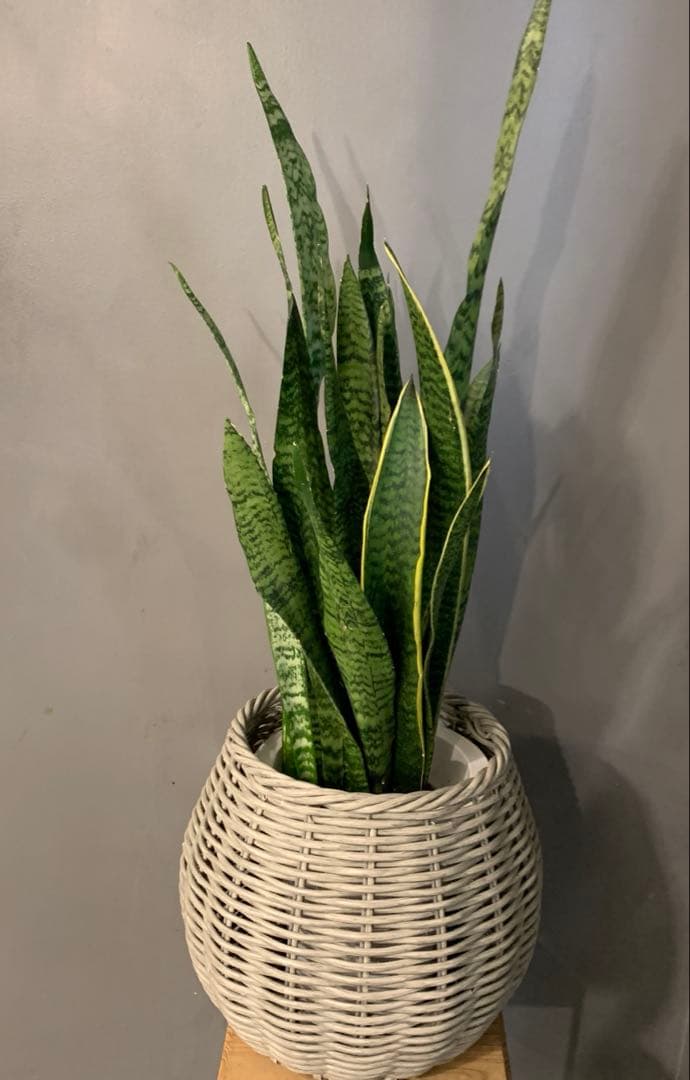 サンスベリア ゼラニカ かご 鉢カバー付き