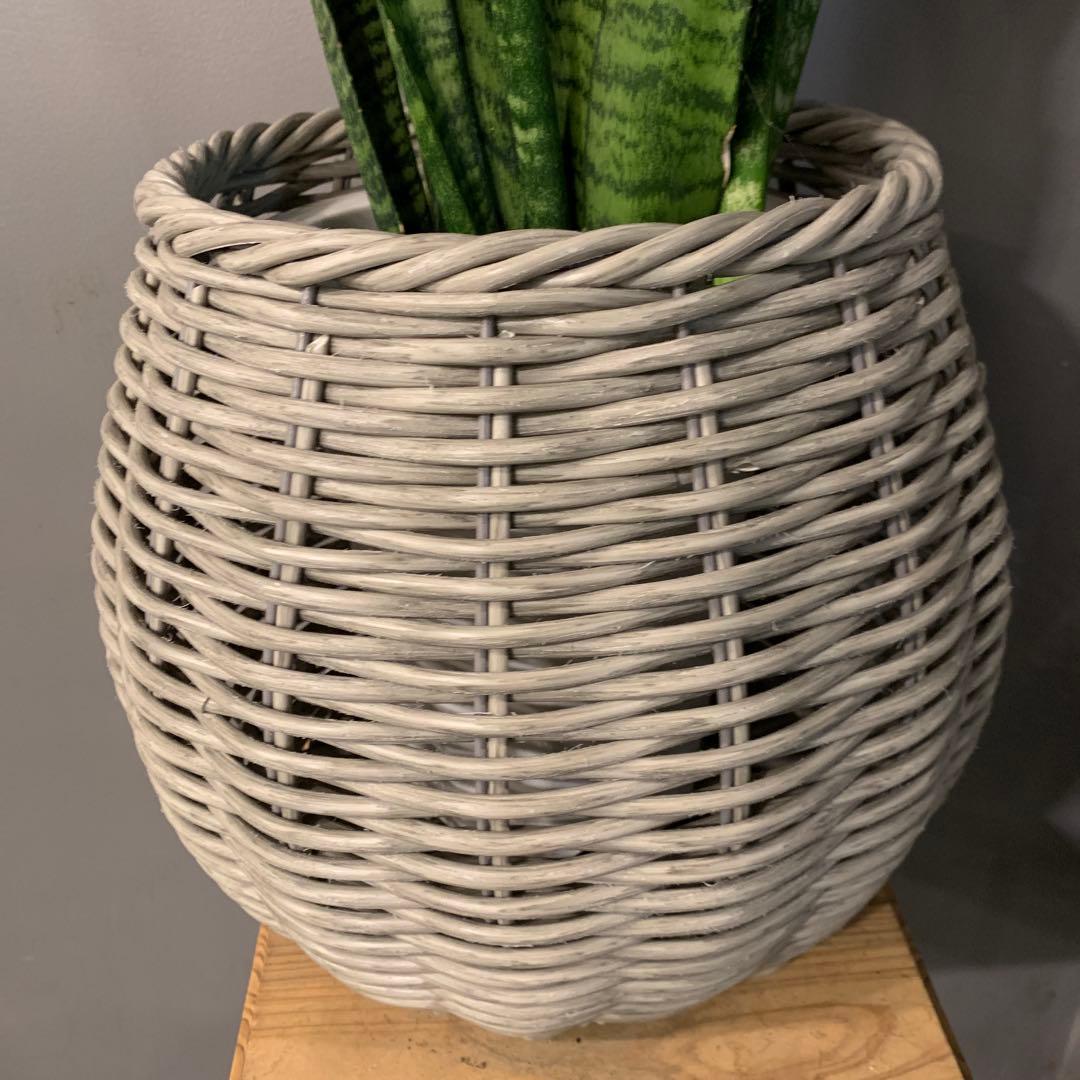 サンスベリア ゼラニカ かご 鉢カバー付き