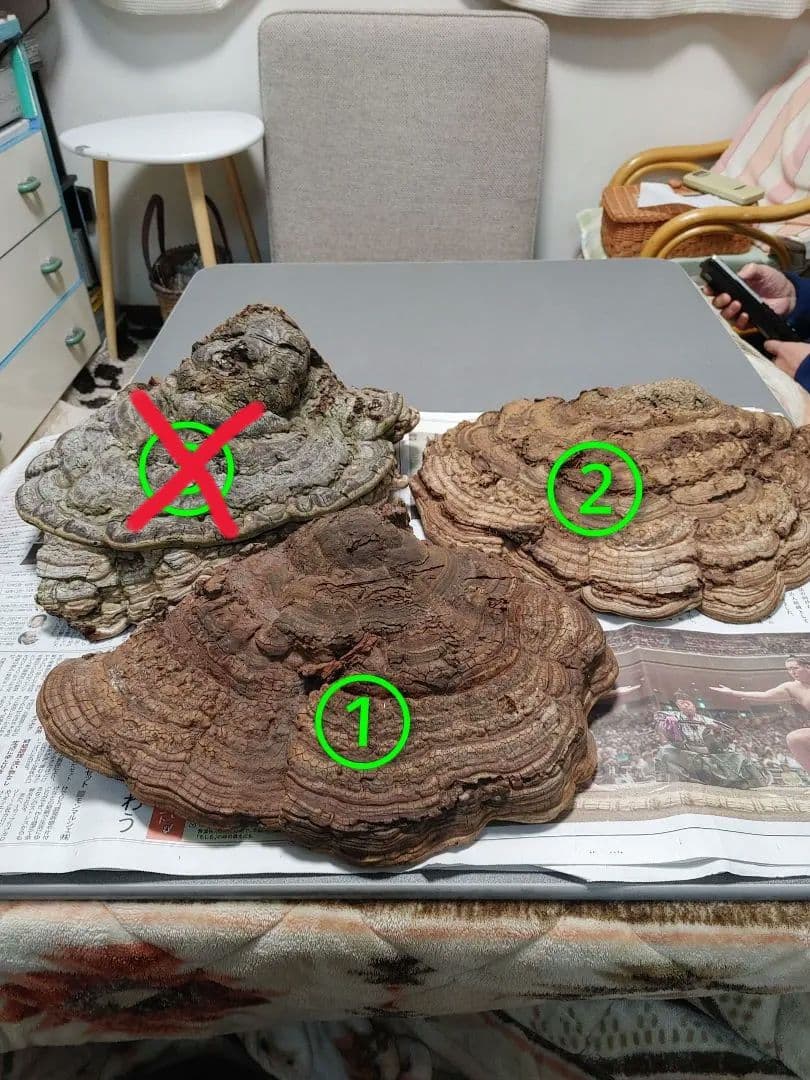 サルノコシカケ　天然物　大きいです。３個まとめて　漢方　インテリア