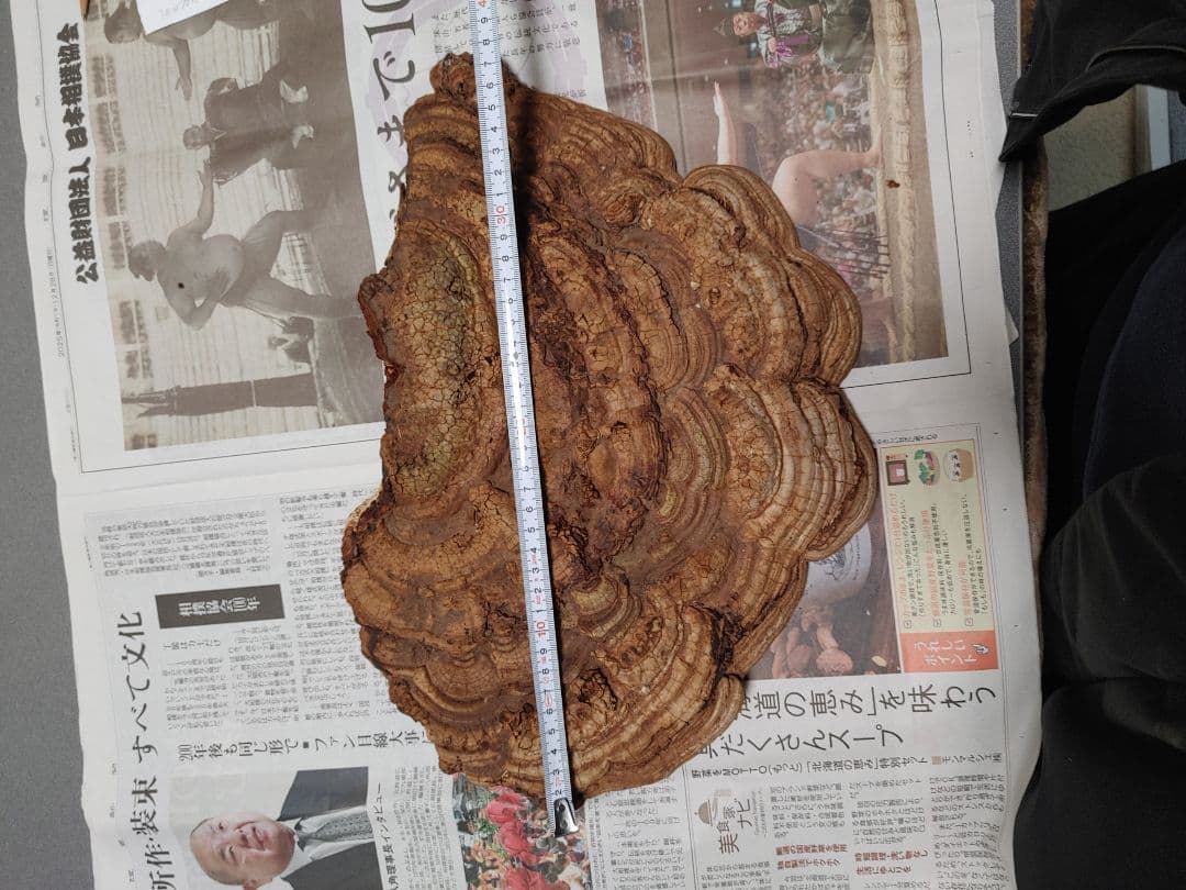 サルノコシカケ　天然物　大きいです。３個まとめて　漢方　インテリア