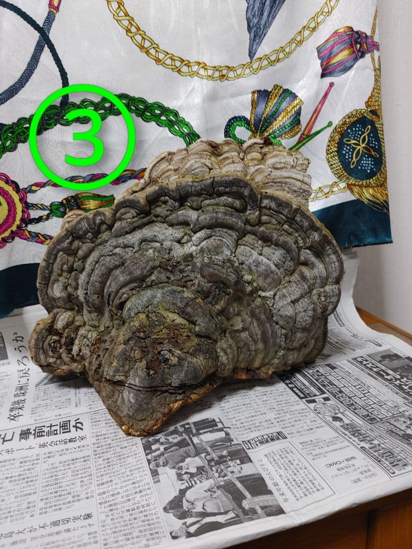 サルノコシカケ　天然物　大きいです。３個まとめて　漢方　インテリア