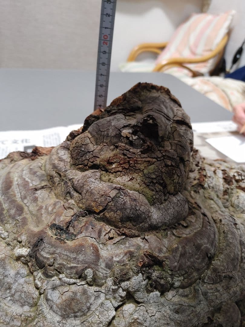 サルノコシカケ　天然物　大きいです。３個まとめて　漢方　インテリア