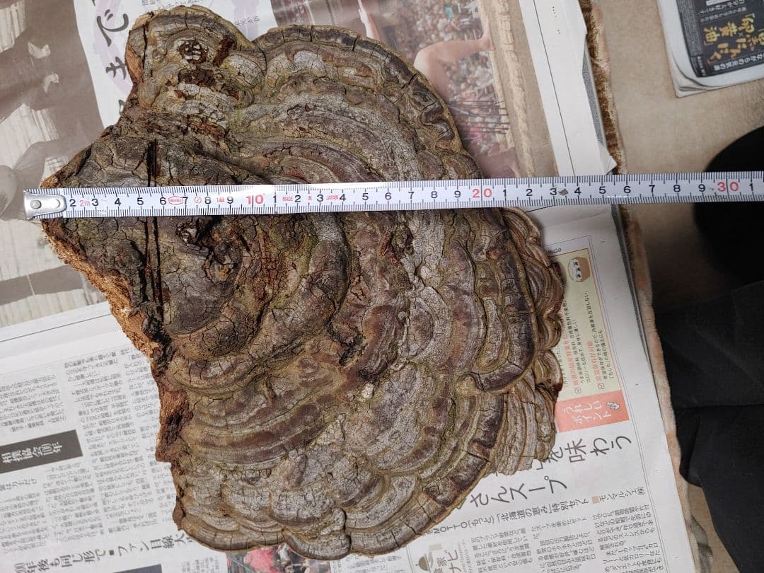 サルノコシカケ　天然物　大きいです。３個まとめて　漢方　インテリア