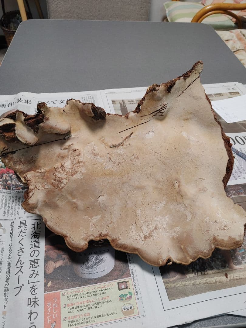 サルノコシカケ　天然物　大きいです。３個まとめて　漢方　インテリア