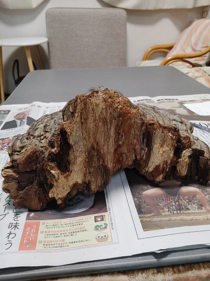 サルノコシカケ　天然物　大きいです。３個まとめて　漢方　インテリア