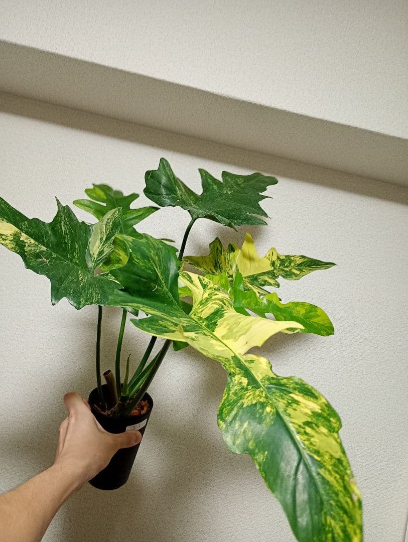 希少！斑入り ハイブリッド フィロデンドロン キティナ 大株