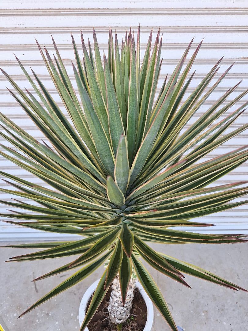 ユッカ アロイフォリア バリエガータ (斑入り千寿蘭) - メルカリ