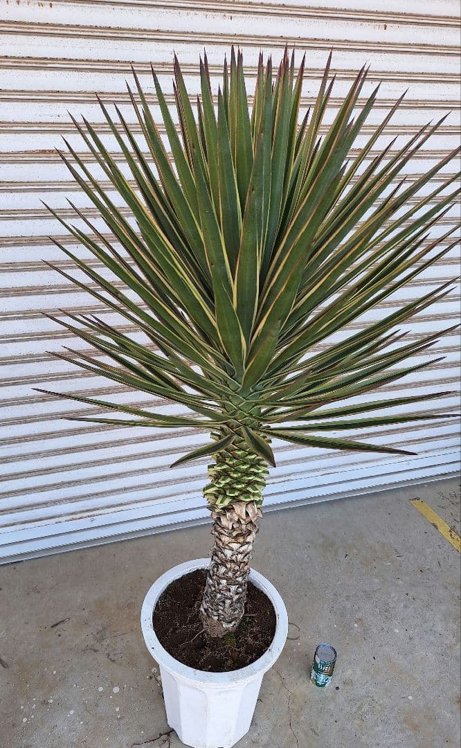 ユッカ アロイフォリア バリエガータ (斑入り千寿蘭) - メルカリ