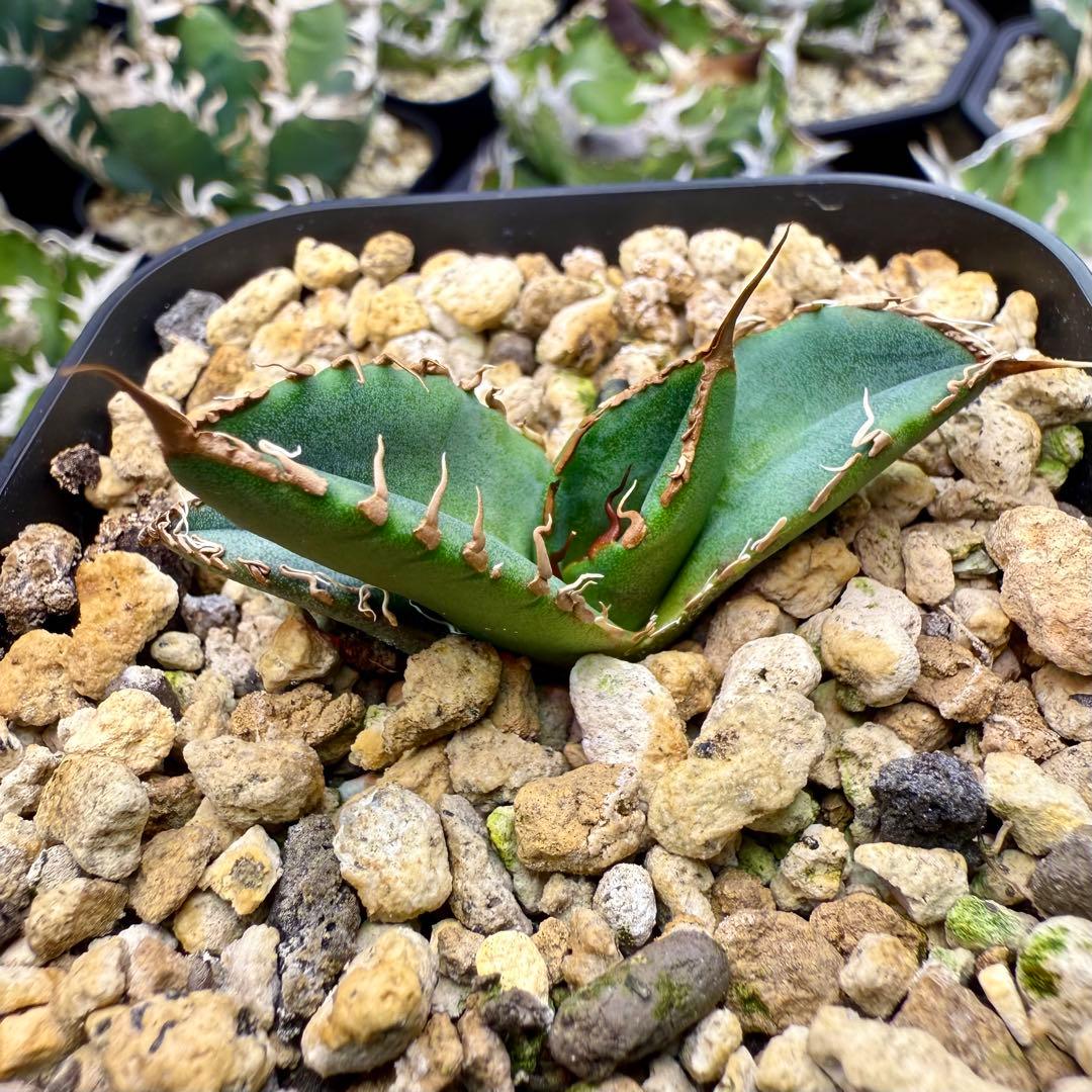 アガベ　チタノタ　スーパーチタノタ① 【限定値下げ】