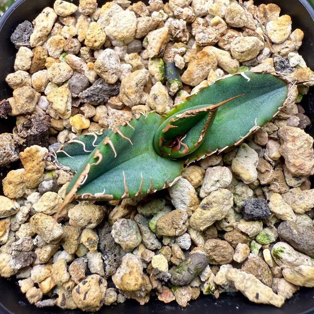 アガベ　チタノタ　スーパーチタノタ① 【限定値下げ】