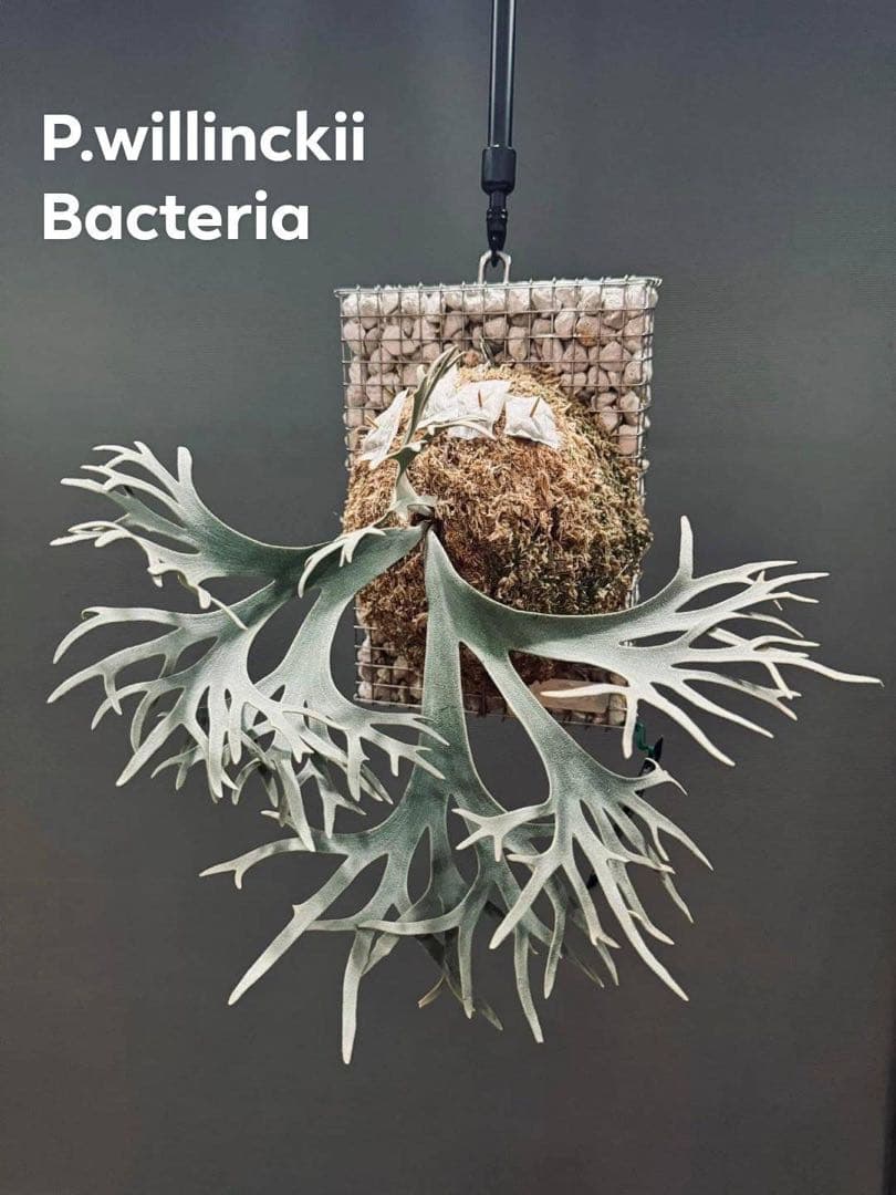 m*a様 【人気ドワーフ4種12株セット①】ビカクシダ OMG NANO