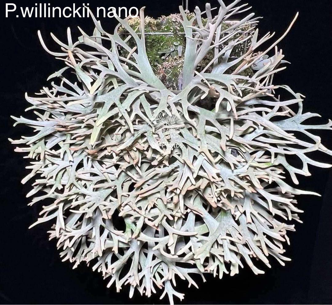 m*a様 【人気ドワーフ4種12株セット①】ビカクシダ OMG NANO