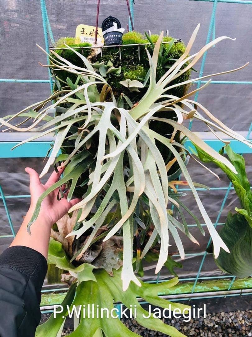 m*a様 【人気ドワーフ4種12株セット①】ビカクシダ OMG NANO