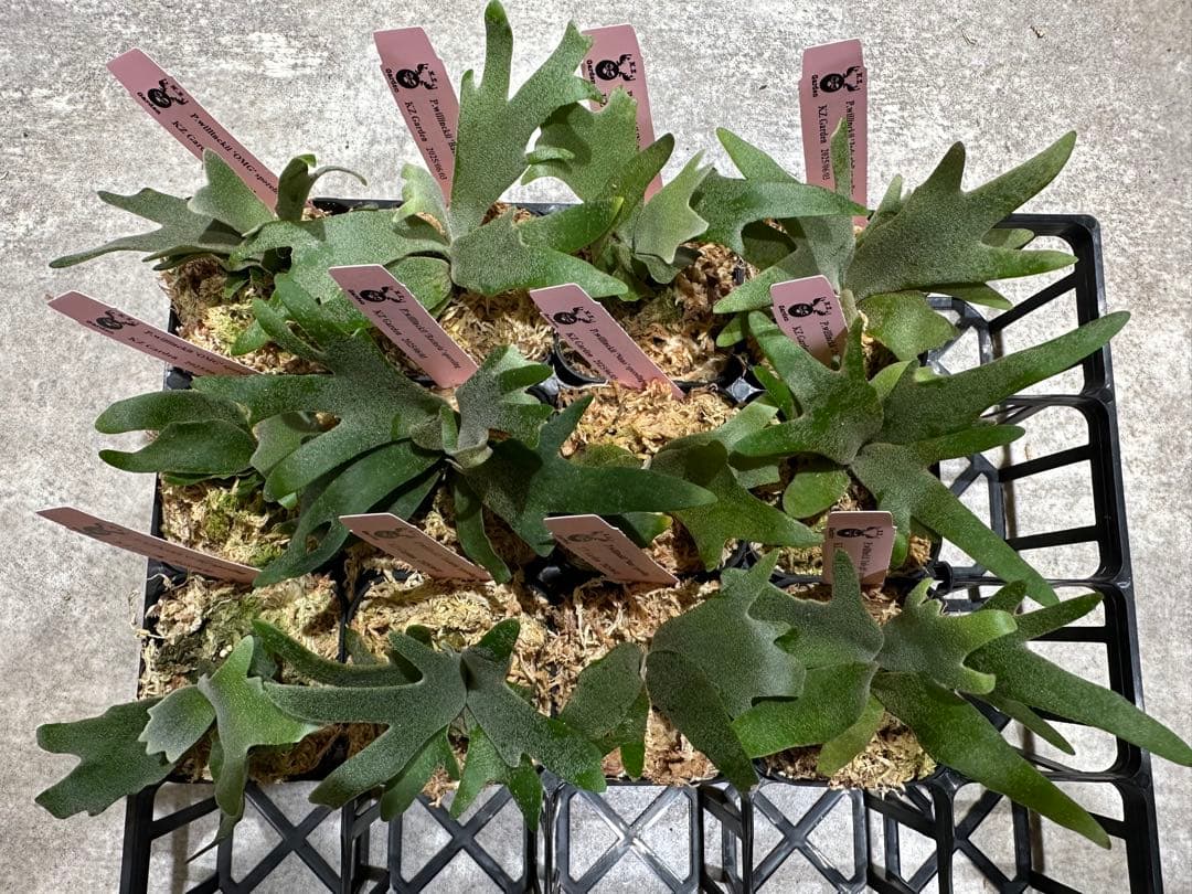 m*a様 【人気ドワーフ4種12株セット①】ビカクシダ OMG NANO