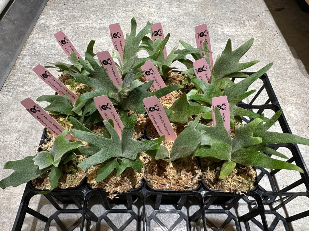 m*a様 【人気ドワーフ4種12株セット①】ビカクシダ OMG NANO