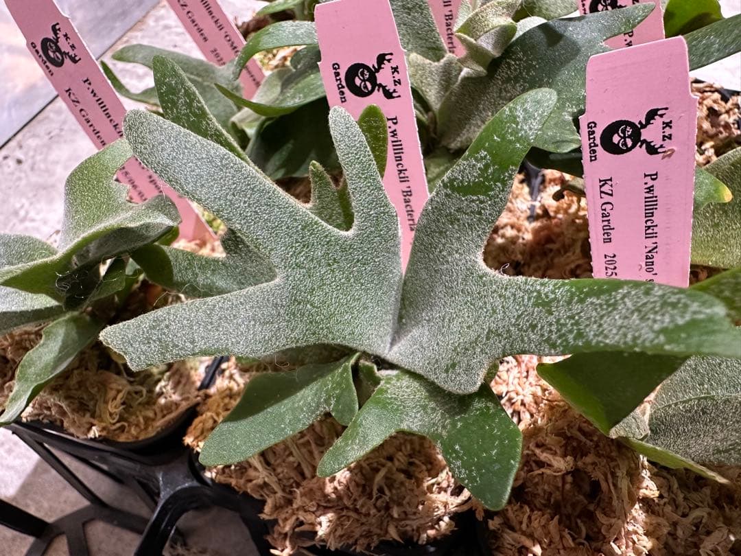 m*a様 【人気ドワーフ4種12株セット①】ビカクシダ OMG NANO