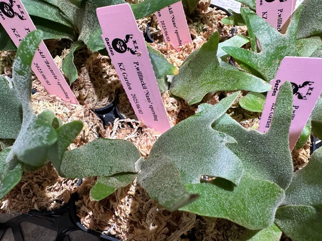 m*a様 【人気ドワーフ4種12株セット①】ビカクシダ OMG NANO