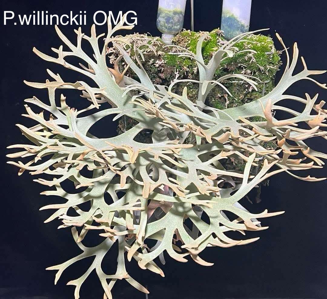 m*a様 【人気ドワーフ4種12株セット①】ビカクシダ OMG NANO